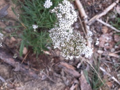 Gypsophila fastigiata