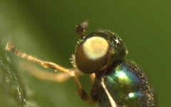 Microchrysa flavicornis