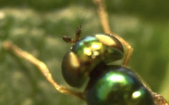 Microchrysa flavicornis
