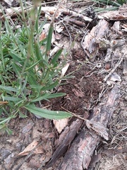 Gypsophila fastigiata