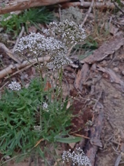 Gypsophila fastigiata
