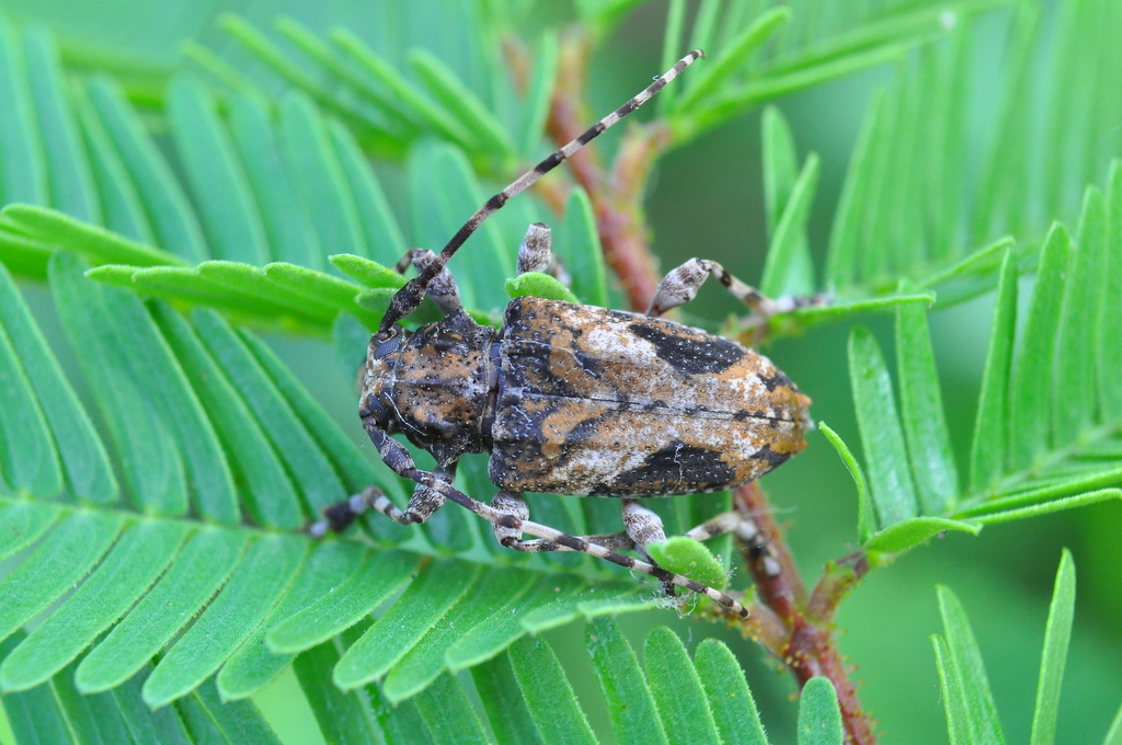 Aegomorphus brunnescens