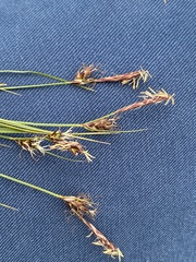 Carex