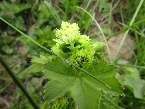 Image of Alchemilla baltica by (c) snaily_naily, some rights reserved (CC BY)