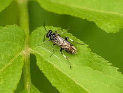 Macrophya albicincta