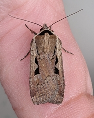 Parabagrotis formalis