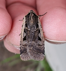 Parabagrotis exsertistigma