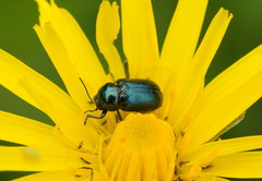 Cryptocephalus violaceus