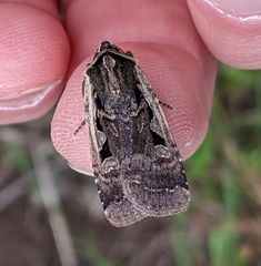Parabagrotis exsertistigma