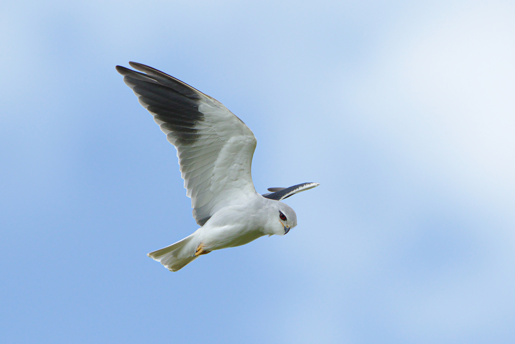 Foto de Black-winged Kite