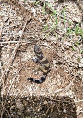 Cyrtodactylus tibetanus