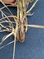 Carex