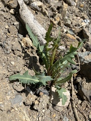Lactuca tatarica