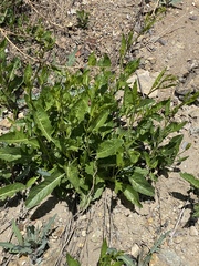 Sisymbrium volgense
