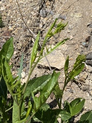 Sisymbrium volgense