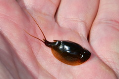 Lepidurus apus