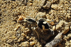 Suareztilla gazagnairei