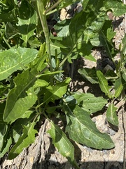 Sisymbrium volgense