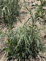 Artemisia dracunculus glauca