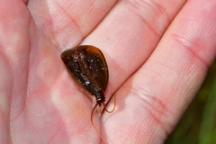 Lepidurus apus