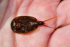 Lepidurus apus