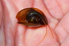 Lepidurus apus