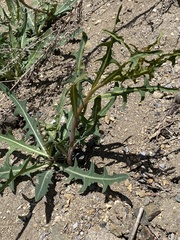 Lactuca tatarica