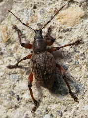 Dodecastichus geniculatus