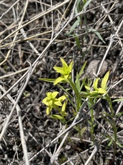 Euphorbia