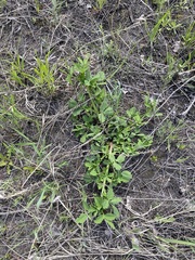 Melilotus