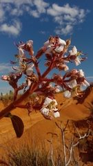 Dichaetanthera
