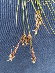 Carex