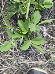 Melilotus