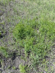 Vicia tenuifolia