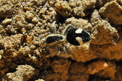 Suareztilla gazagnairei