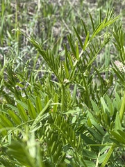 Vicia tenuifolia