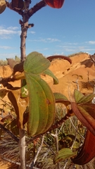 Dichaetanthera