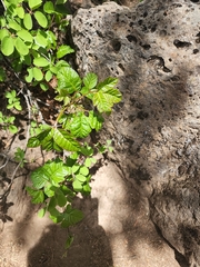 Toxicodendron diversilobum