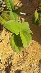 Dichaetanthera