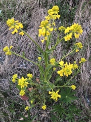 Barbarea vulgaris