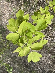 Acer negundo
