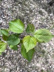 Malus