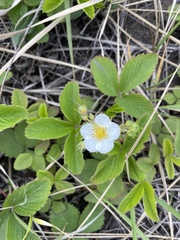 Fragaria viridis