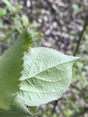 Malus