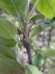 Malus