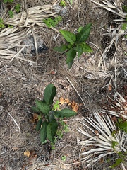 Clerodendrum quadriloculare