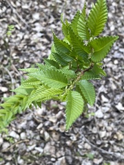Ulmus pumila