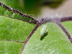 Graphocephala cythura