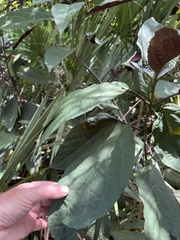 Clerodendrum quadriloculare