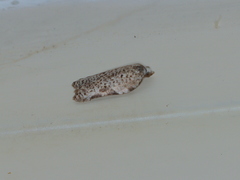 Acleris subnivana